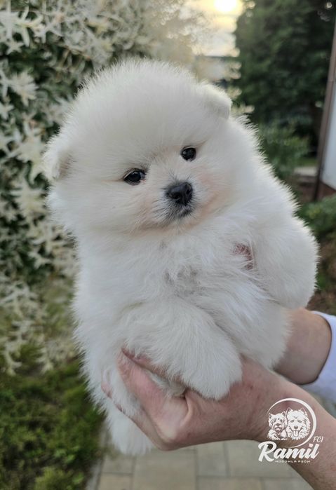 Pomeranian szpic miniaturowy zkwp FCI