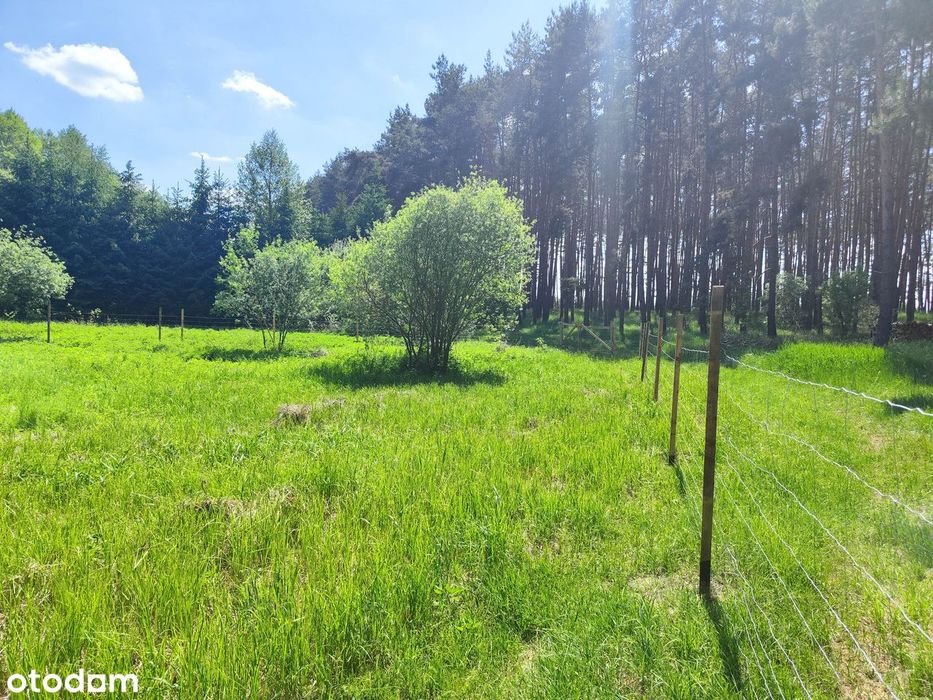 Słoneczna enklawa nad Jeziorem Lgińskim Małym – 1000 m², jezioro, las - Widok 5
