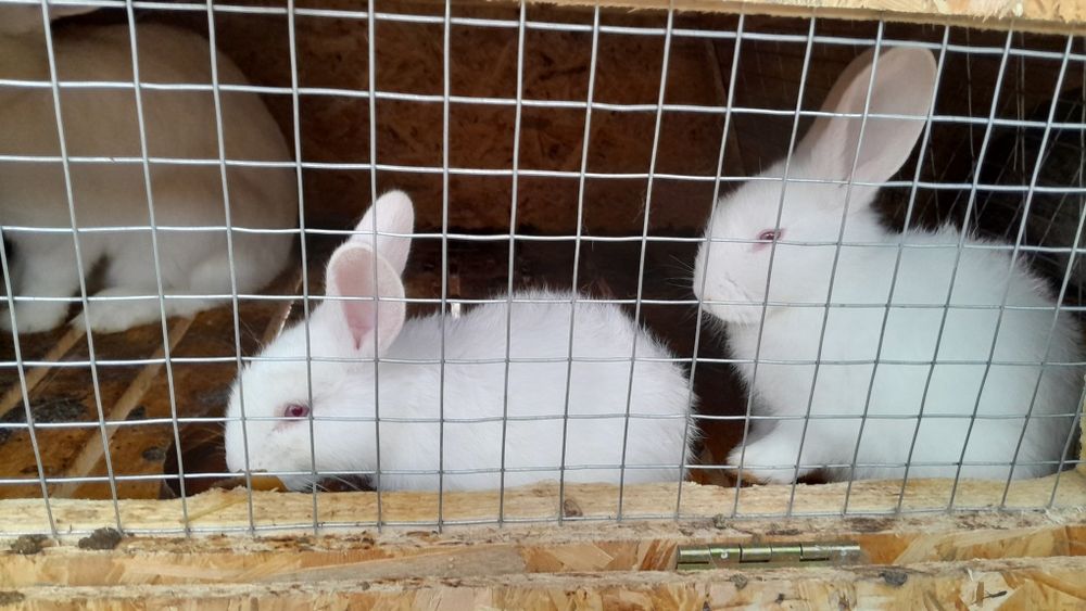 Продам крольчат ,дата народження  31.10.25 р.,01.11.25 р., 09.11.25 р.