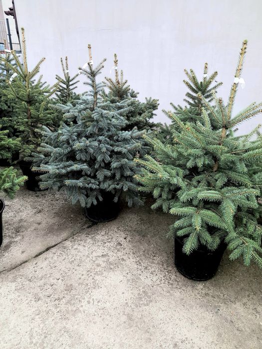 Świerk srebrny w donicy wys.100-150cm