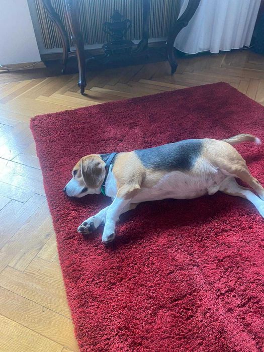 Domowy hotel dla psów, kotów i gryzoni, opieka nad psem - Świdnica