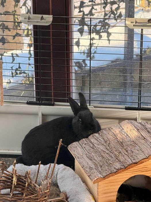 Kroliki Marcinek i Cinnamon do adopcji razem z cala oprawka