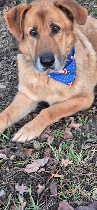 Piesek około siedem lat