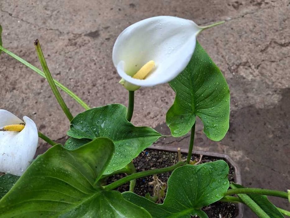 Калла ефіопська біла