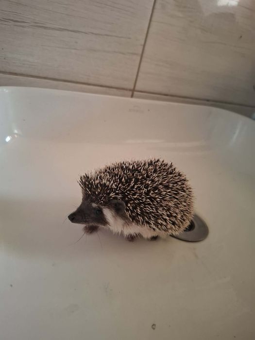 Afrykanski Jeż Pigmejski