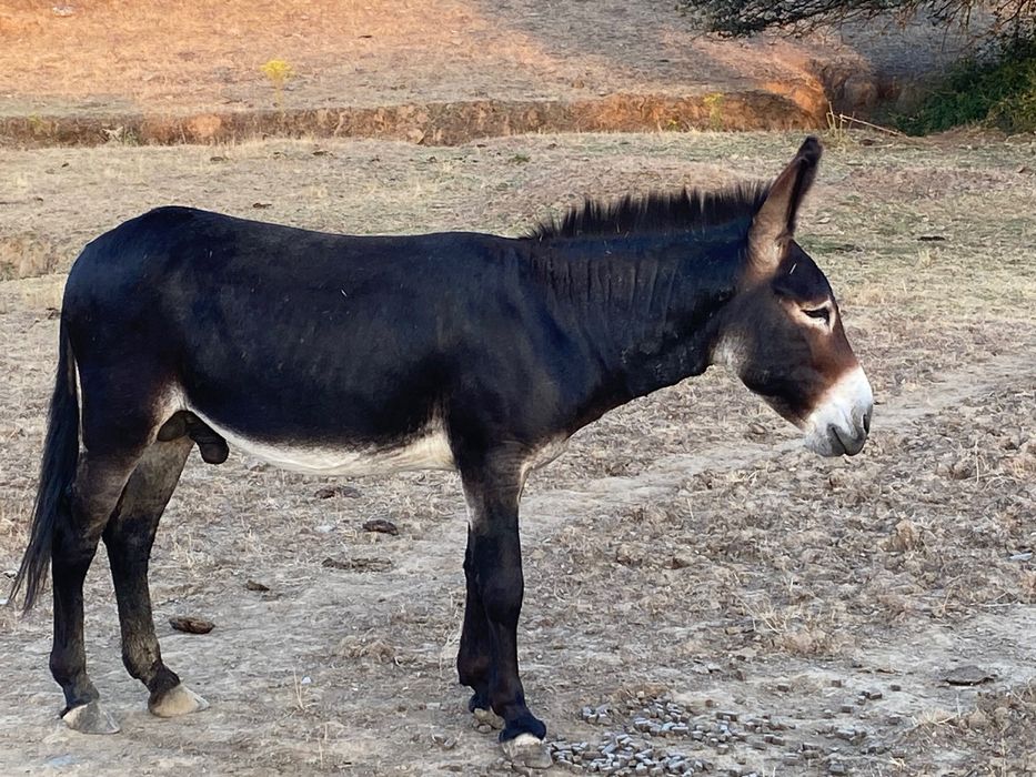 burros e burras dóceis