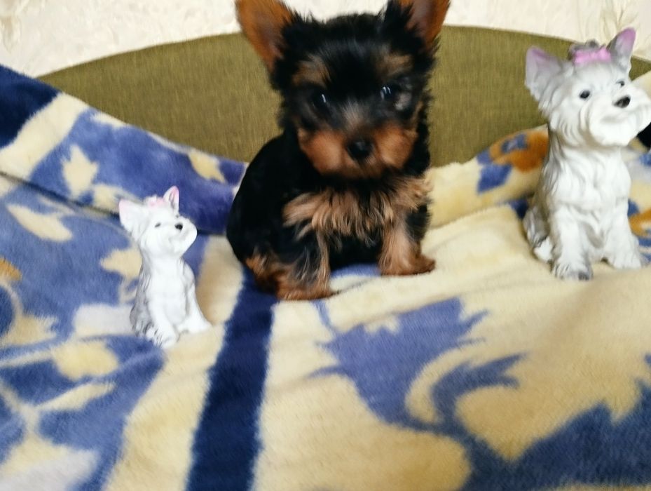 Комочок щастя-йорочка,йорк