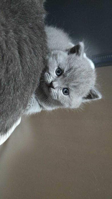 Kot Brytyjski Krótkowłosy Niebieski