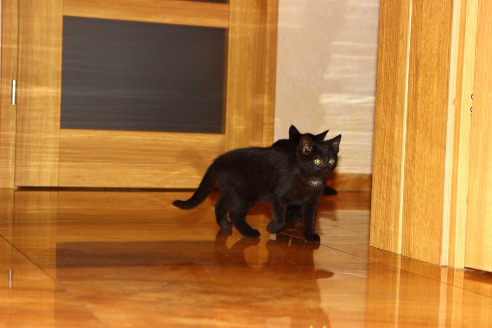 Oddam młode koty w dobre ręce