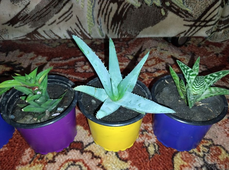 Алое Вера вазон лікарські рослини вазоны лекарственные растения