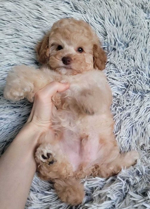 Дизайнерське цуценя Пом+Той в неймовірно красивому вбранні. Киянин,