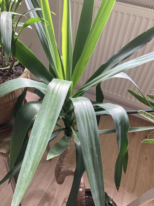Kwiaty doniczkowe kliwia, szabla, dracena, juka