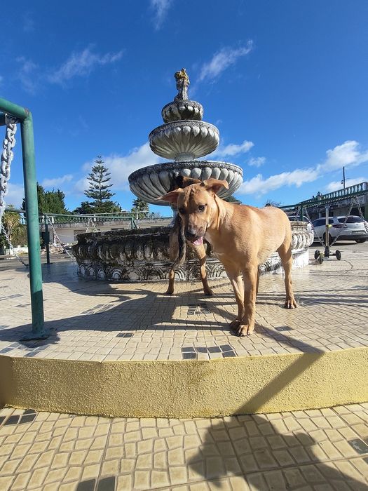 Adoção de cadelinha de porte médio