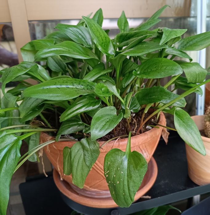 Planta leopardo em vaso de barro