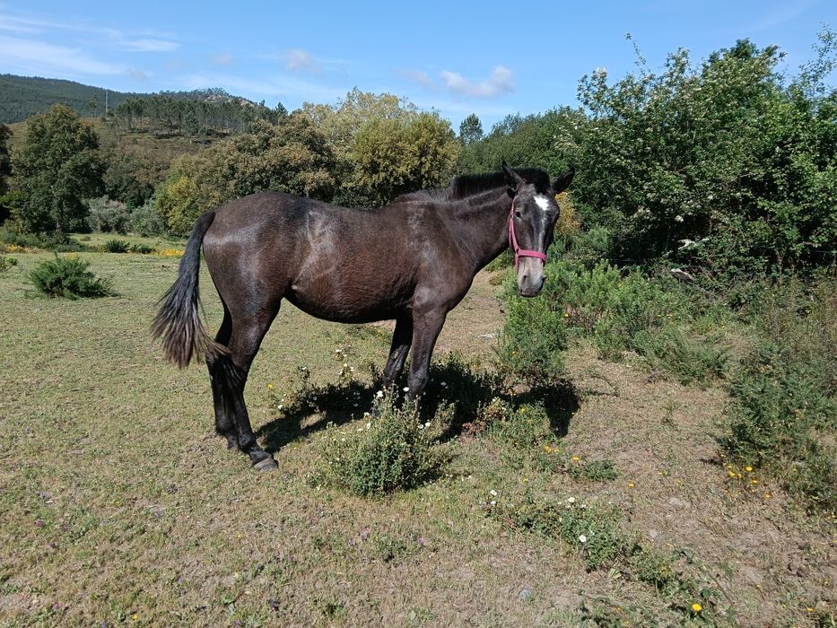 Potra  filha de cavalos lusitanos