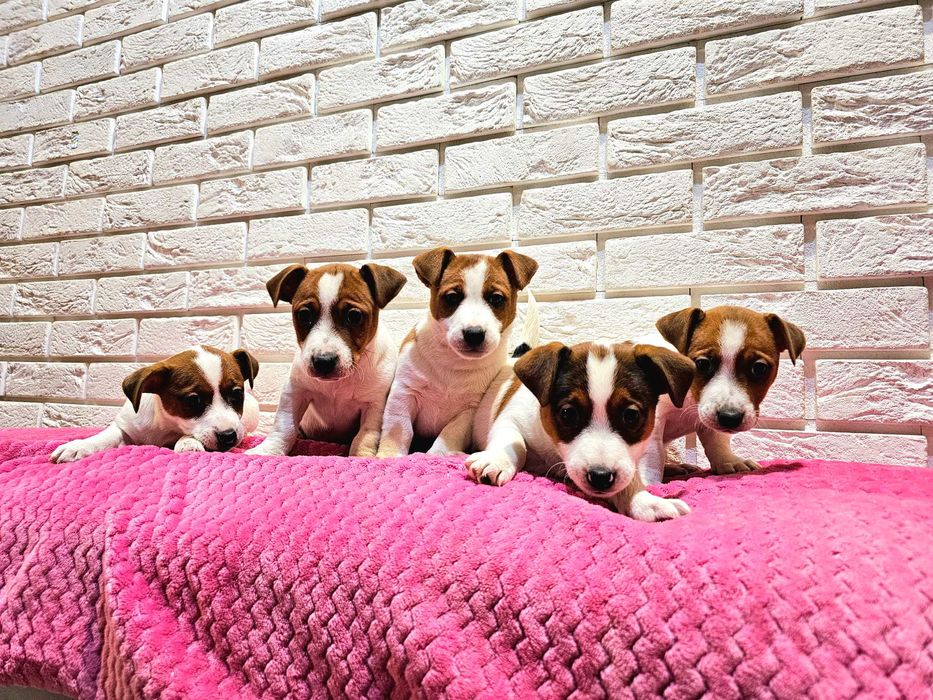 Jack russell terrier- śliczne