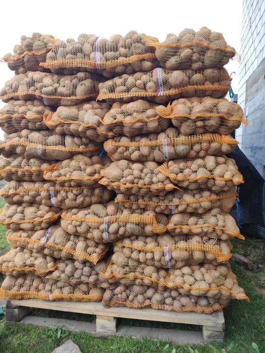 Ziemniaki odpadowe paszowe