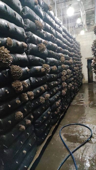 Мицелий вешенки м-8 зимний.