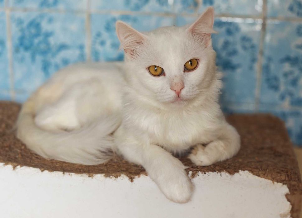 Білий пухнастик, ніжний котик Зефір, 1р. Кіт, кошеня