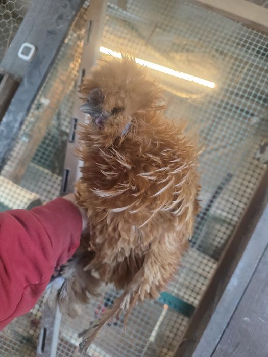 rosy  silki  araukany naturalne ekologiczne kury