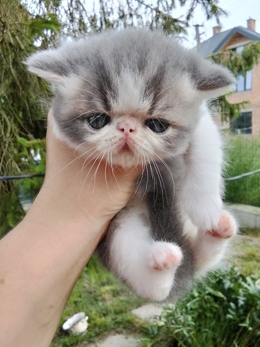 Екзотична короткошерста