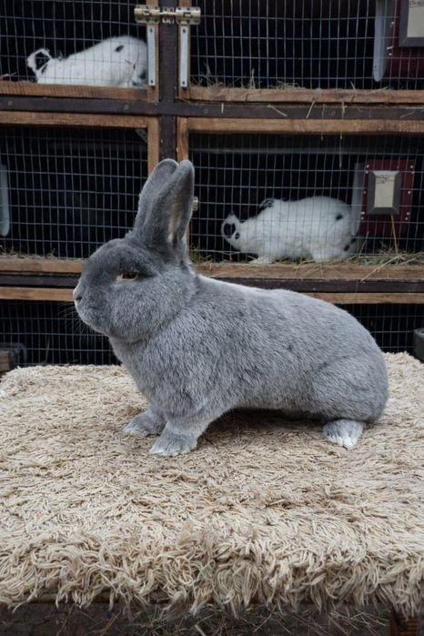 Віденські блакитні