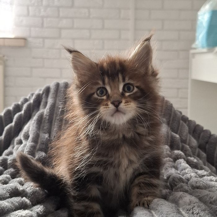 Rezerwacja na Kocurka Maine coon