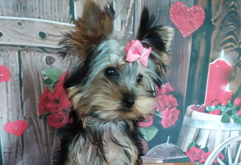 мини Йорк девочка  3,5 мес.