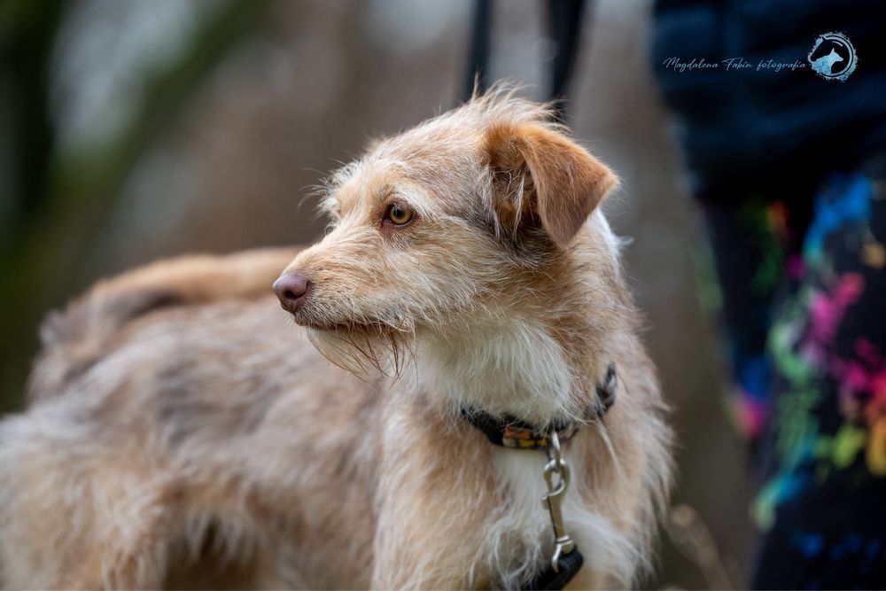 Sunia Viola szuka domu