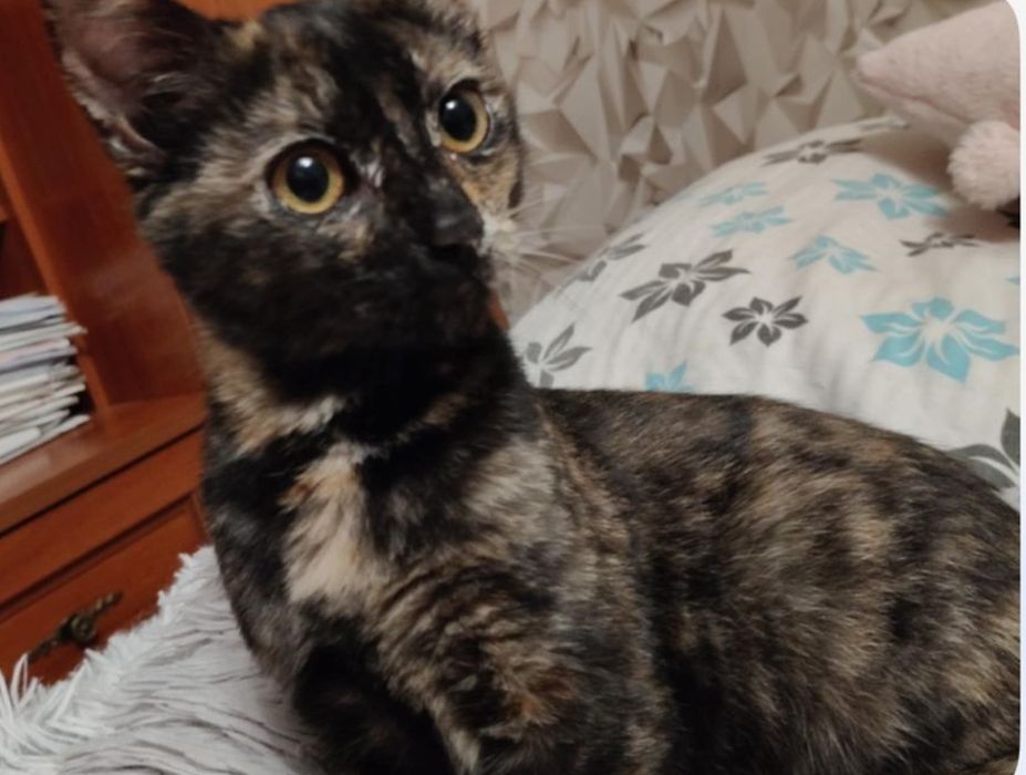 Julcia gorąco poleca się do adopcji:)