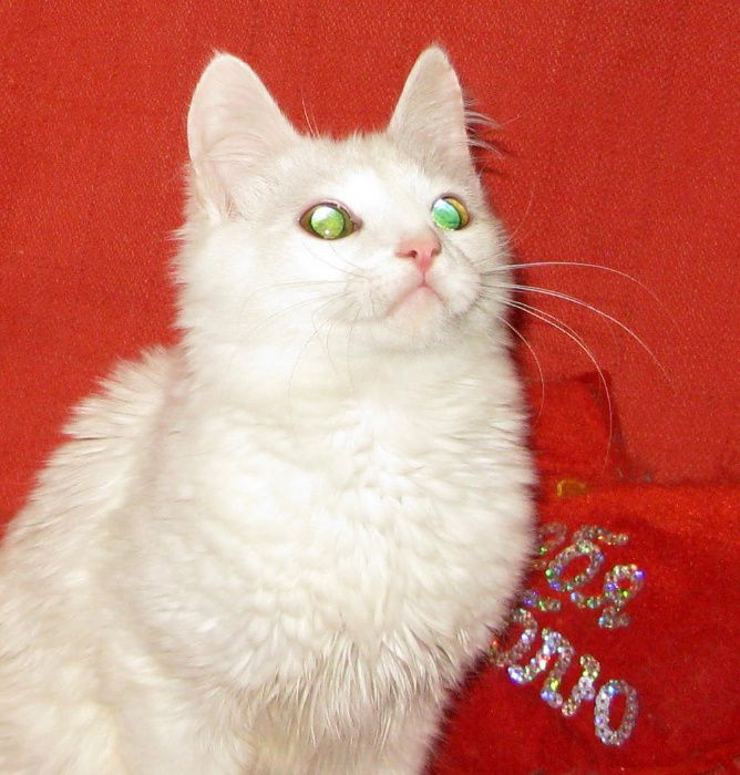 Котик, метис белой турецкой ангоры, привит, кастрирован