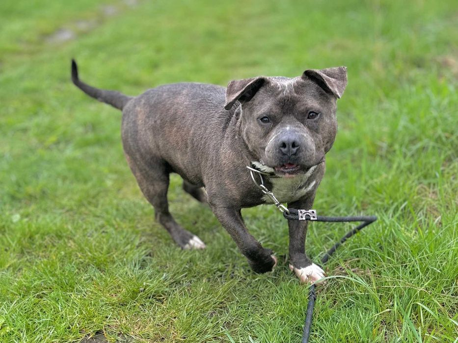 Daj dom cudownemu Śliniakowi w typie American bully