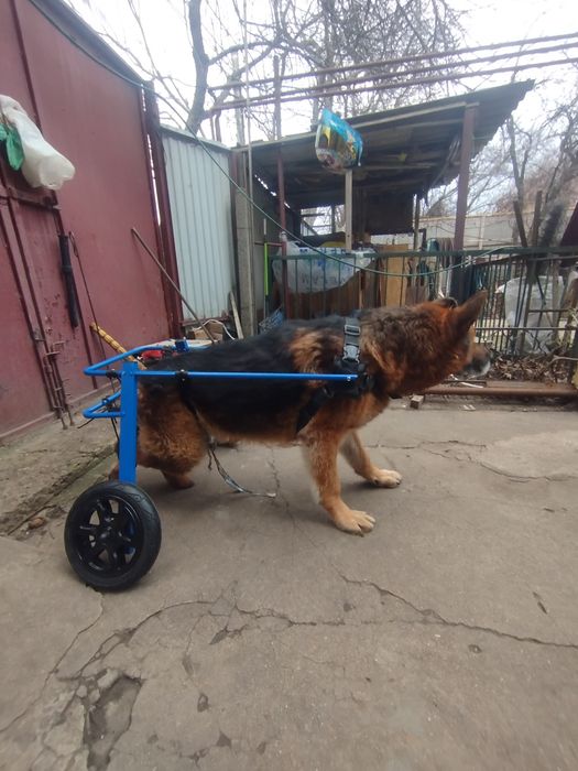 Изготовление инвалидных колясок для собак Инвалидная коляска для собак