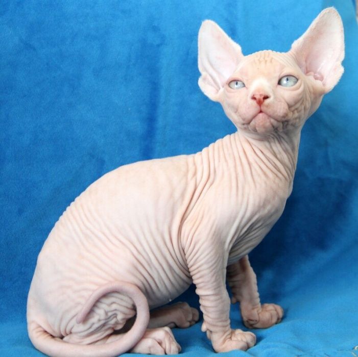 Мальчишки и девчонки