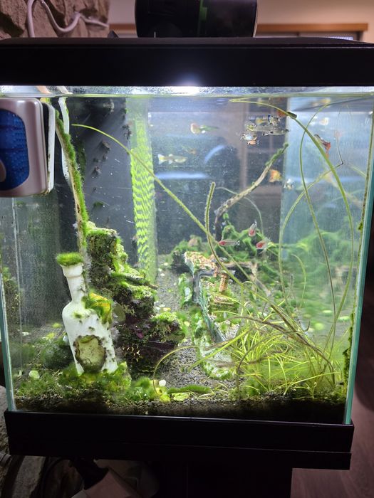 Aquario Ciano 60 litros