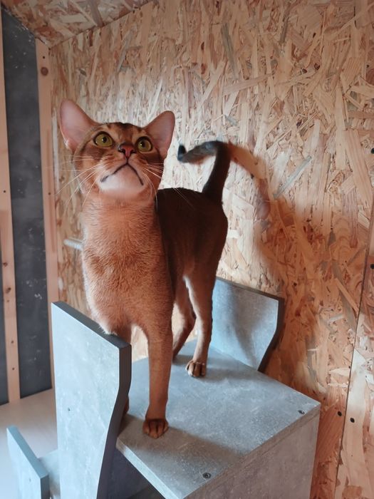 Абісинський кіт на в'язку