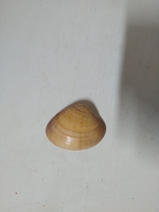 Concha.         .423754428056217600