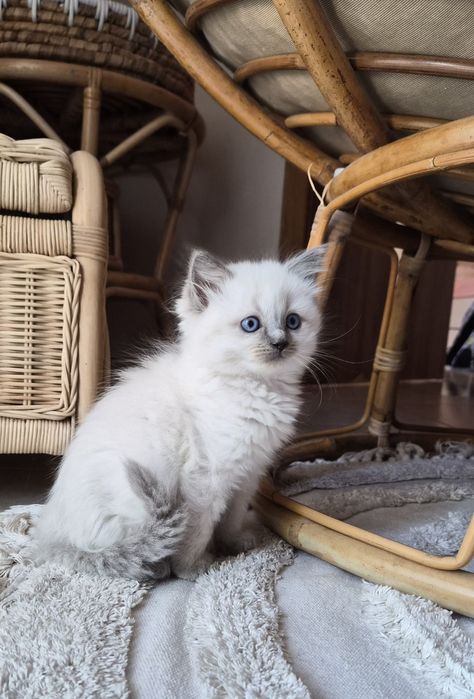 Ragdoll kocurek.     .
