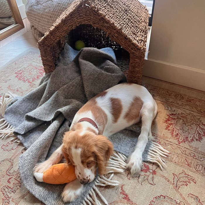 Male Cocker Spaniel Inglês – 3 Meses