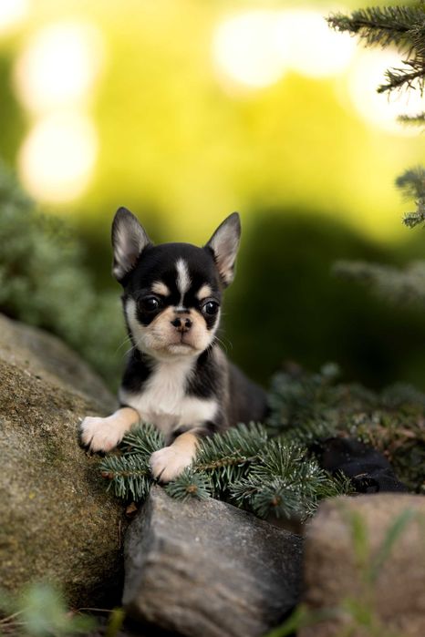 Chihuahua huski samiec