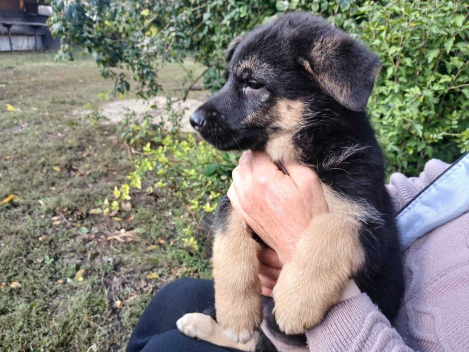 Продам цуценят німецької вівчарки
