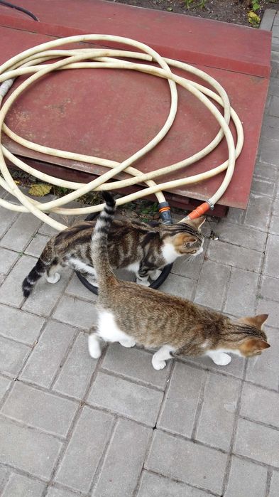 Отдам котят мальчик и девочка