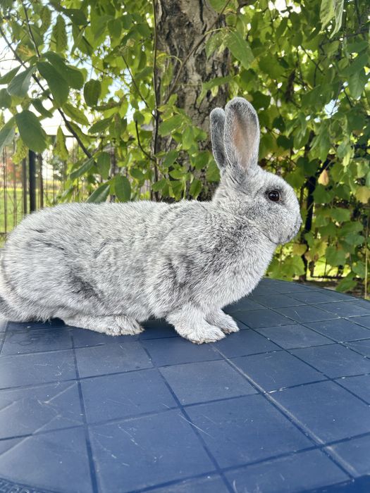 Krolik rasy Wielki Jasno Srebrzysty