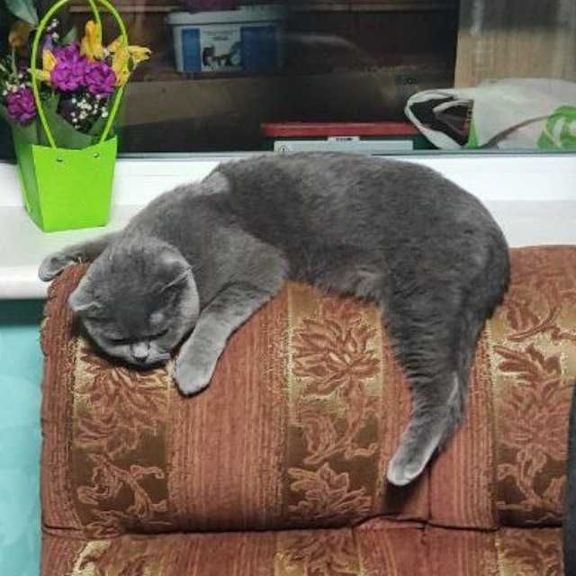 Вязка британской кошечки