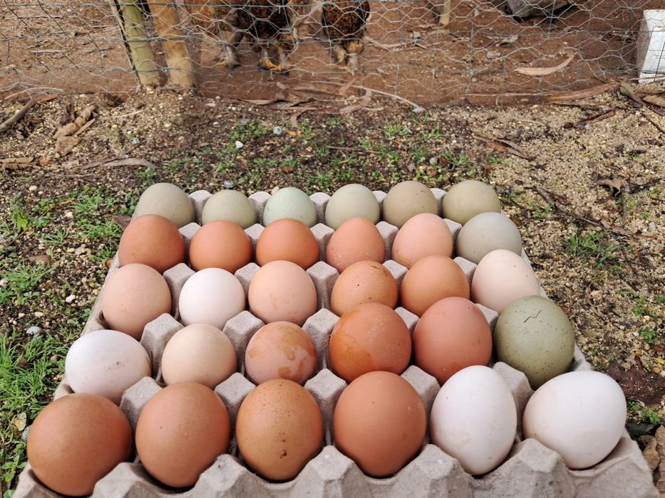 Vendo ovos caseiros