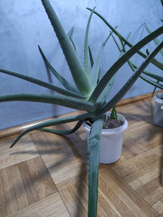 Алое ,Алое Вера цілюща рослина