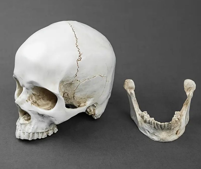 Czaszka człowieka sztuczna