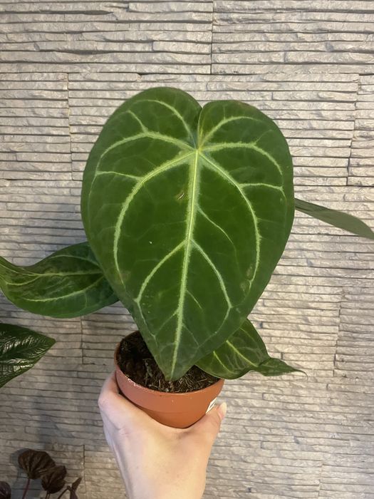 Антуріум  Magnificum