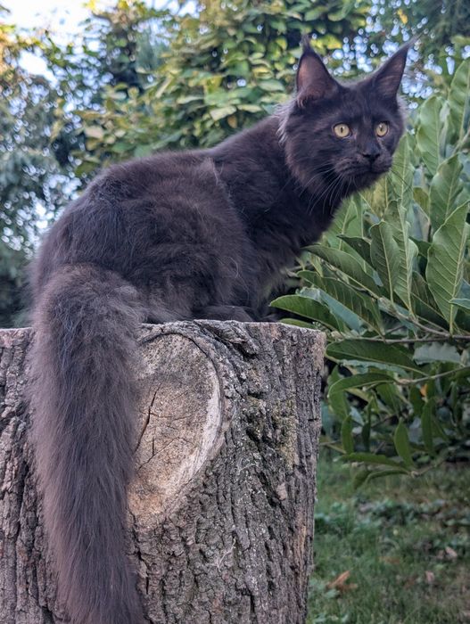 Adopcja płatna Czarny kocurek Iwo Maine Coon Zapraszamy