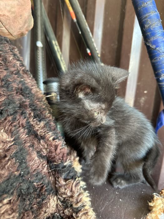 котики висловухі